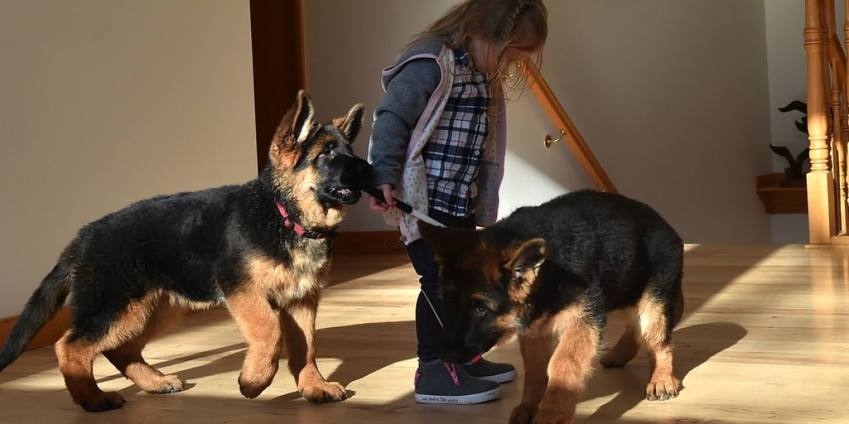 German Shepherd Kaufen: What to Consider Before Bringing Home a Mighty Companion