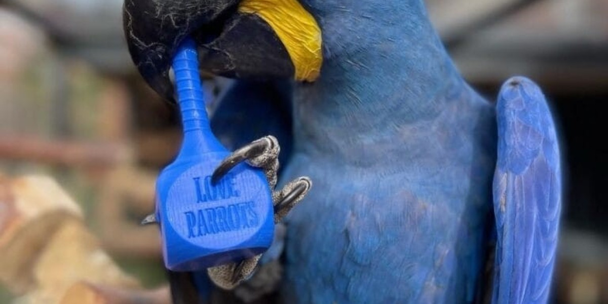 The Joy and Responsibility of Owning a Macaw Parrot